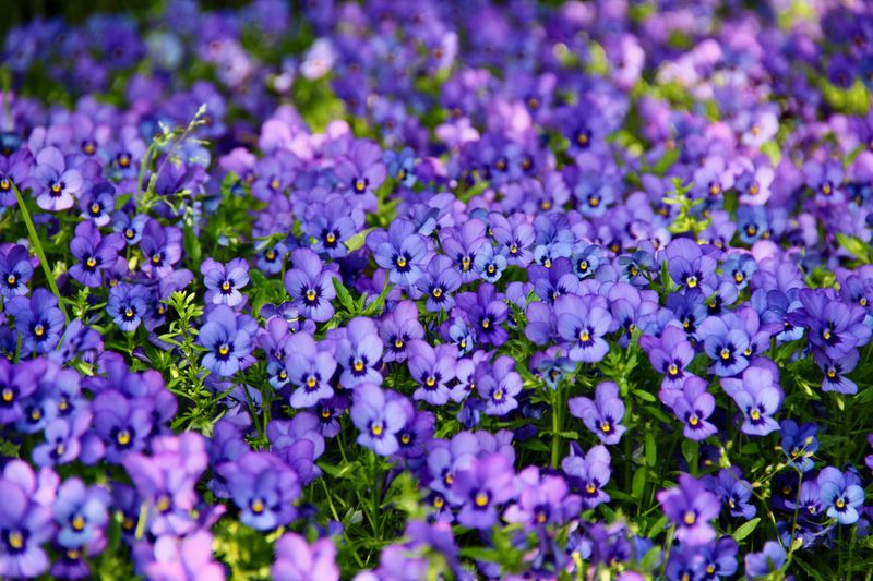 That Purple Carpet Taking Over Your Lawn Has A Name That Purple Carpet Taking Over Your Lawn Has A Name