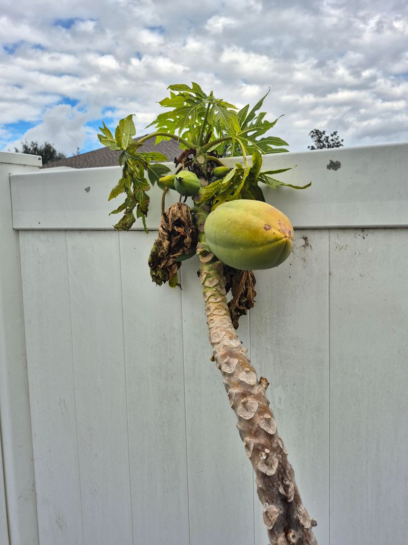 That Soft Trunk Makes Papaya Vulnerable To Florida Winds