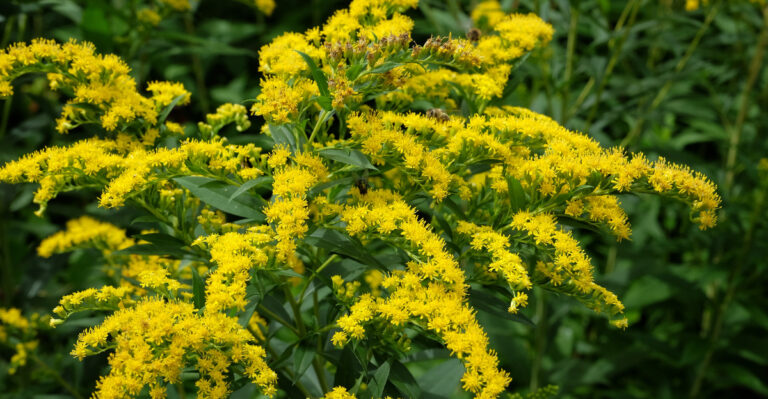 goldenrod