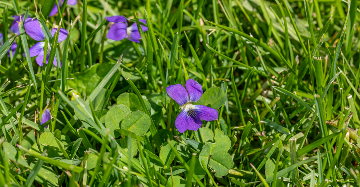 common blue violet