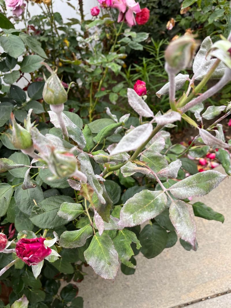 That White Powder On Rose Leaves Is Not What Most Gardeners Think