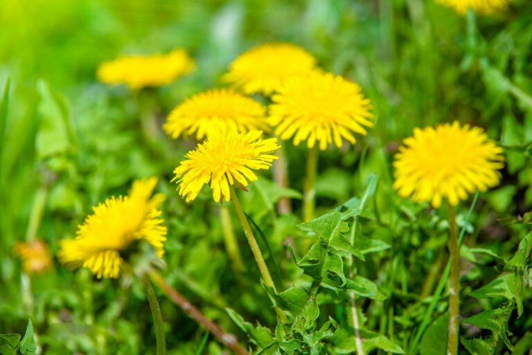 dandelions