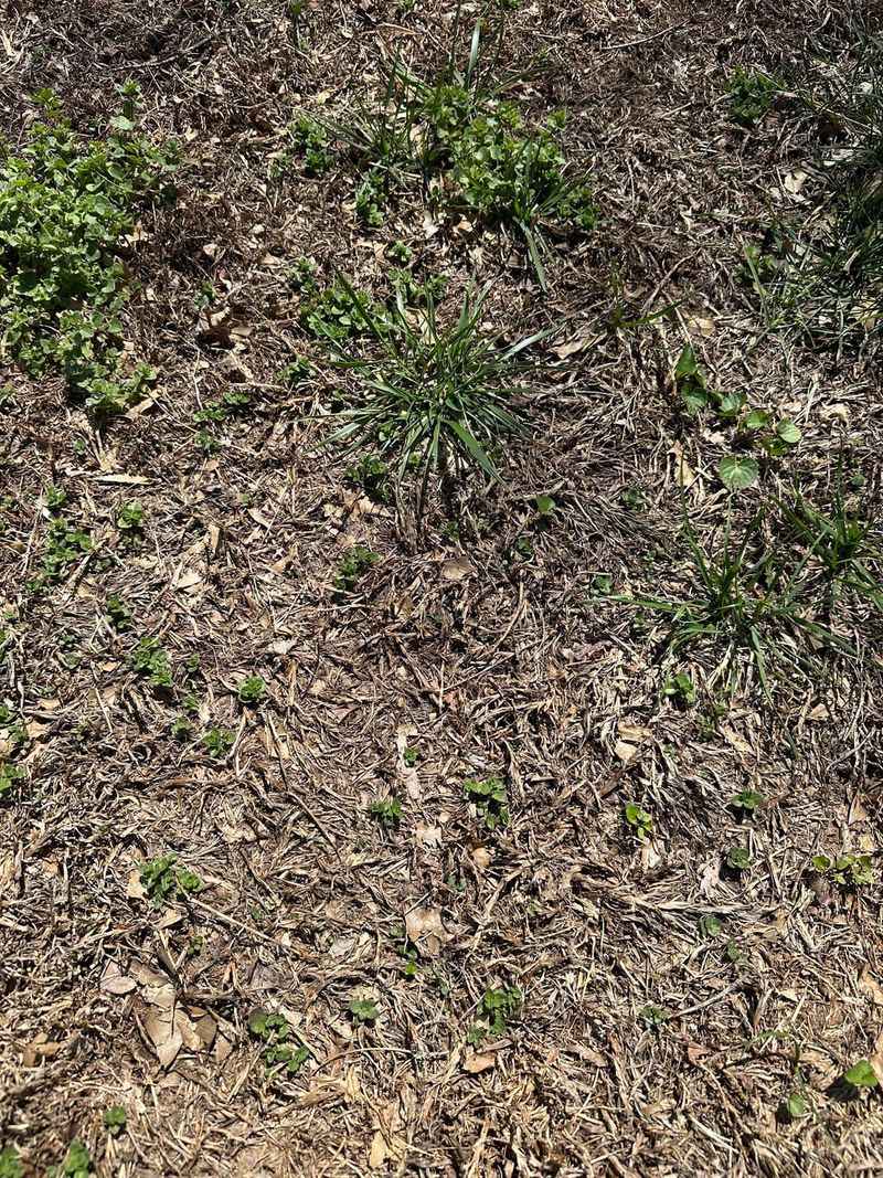 Thatch Builds Faster When Lawns Stay Too Wet