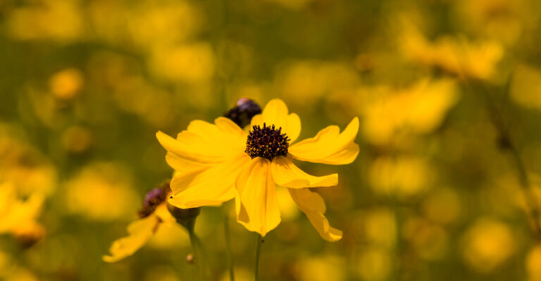 coreopsis