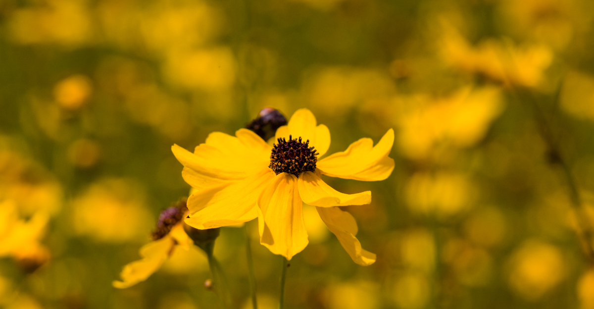 coreopsis