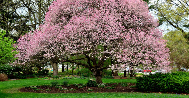 Chadwick Arboretum Learning Gardens