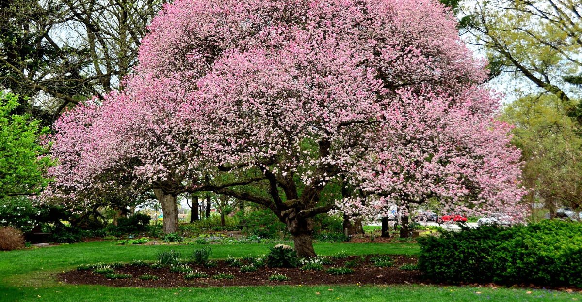 Chadwick Arboretum Learning Gardens