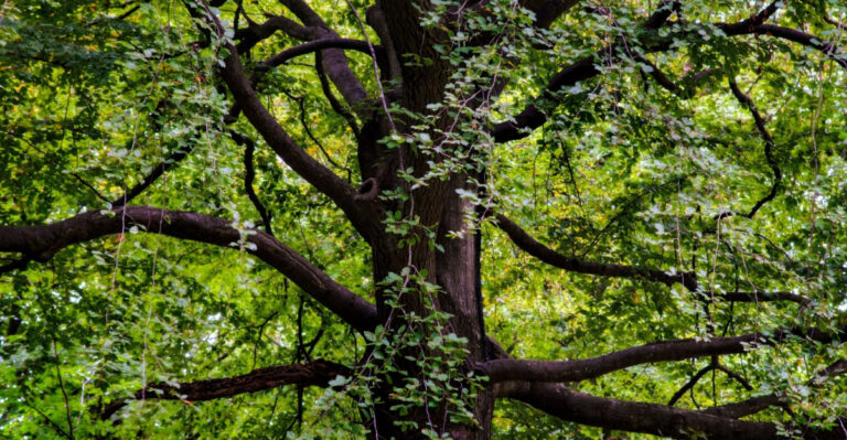 The 6 Mistakes Michigan Gardeners Make When Planting Near Black Walnut Trees