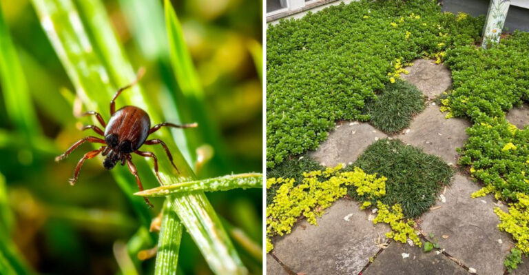 tick and ground cover