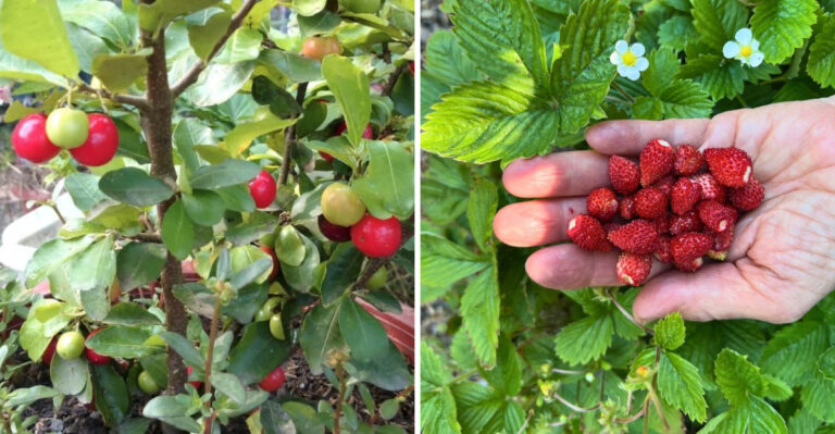 The 8 Best Fruits To Grow In 5 Gallon Buckets In Arizona