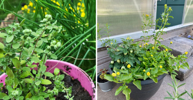 The 8 Best Herbs To Grow In 5 Gallon Buckets In Arizona Heat