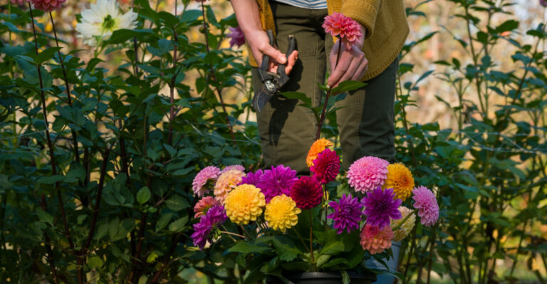Gardener harvesting dahlia blooms