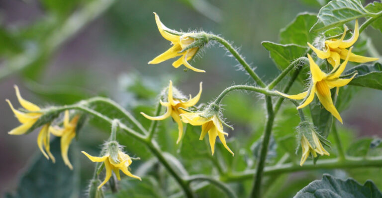 The 8 Moves Alabama Gardeners Make The Moment Tomatoes Start Flowering