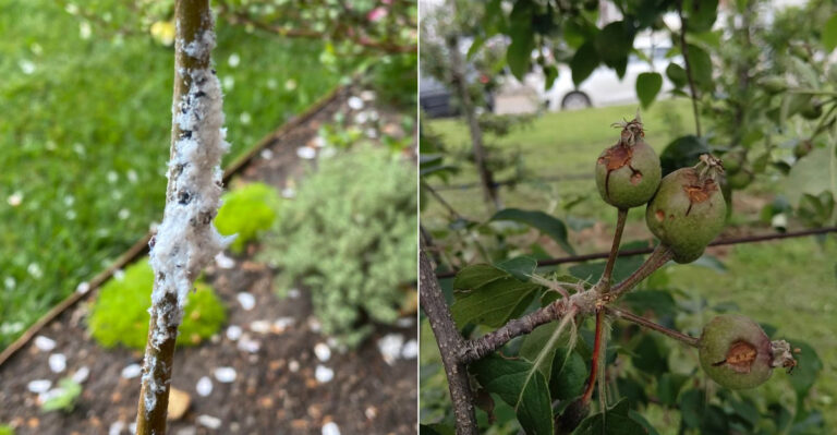 The Apple Tree Diseases Oregon Gardeners Need To Watch For Right Now