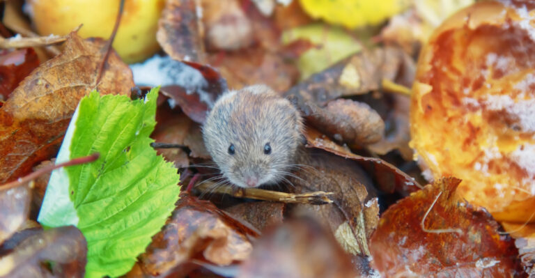 vole in leaves