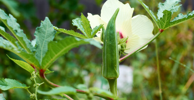 okra (featured image)