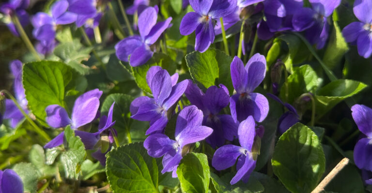 The Arkansas Wildflower That Spreads On Its Own And Leaves Your Lawn Looking Surprisingly Good