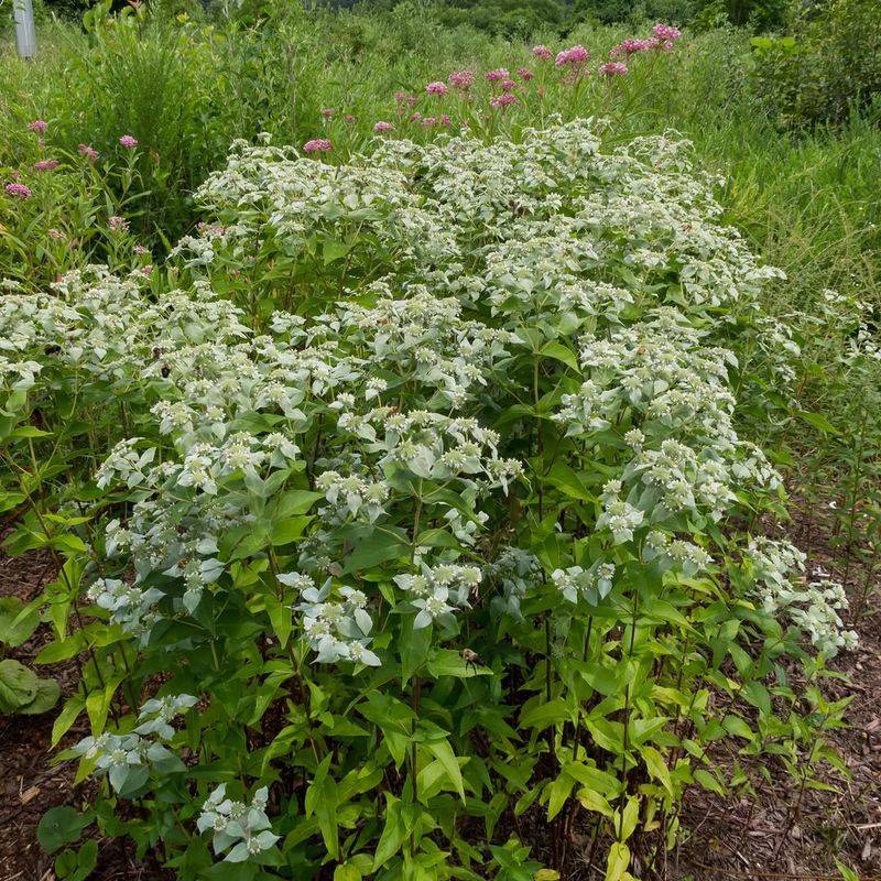 The Aromatic Oils Are Real, But Garden Planting Is Not A Personal Repellent