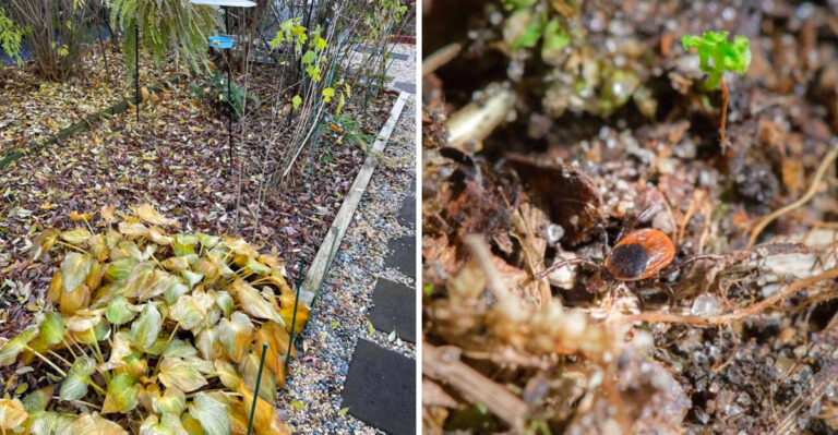 The Backyard Features Ohio Homeowners Love That Also Happen To Be Tick Magnets