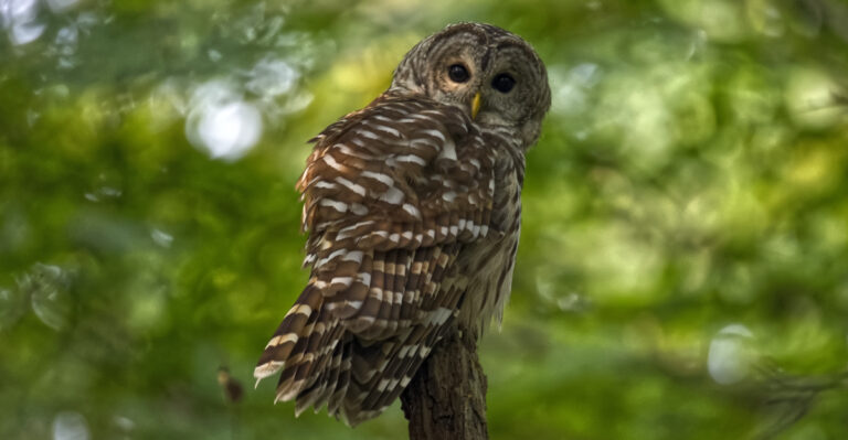 Barred owl
