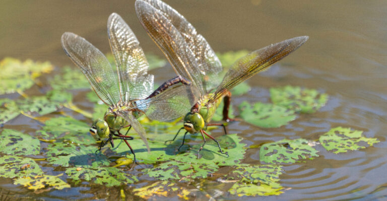 dragonfly (featured image)