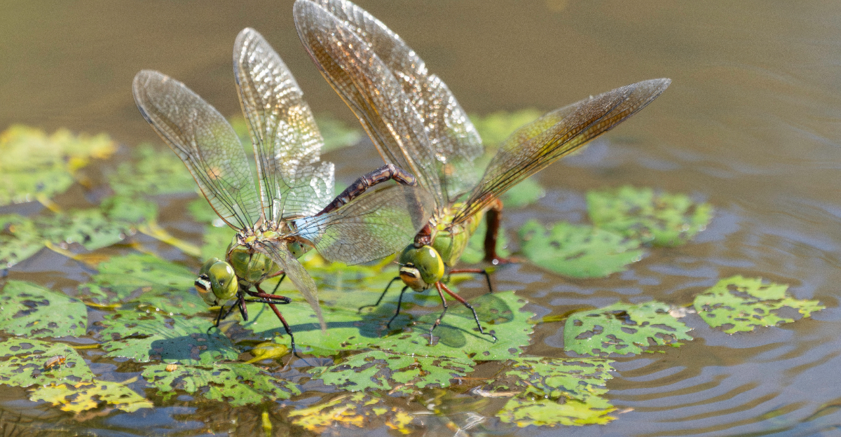 dragonfly (featured image)