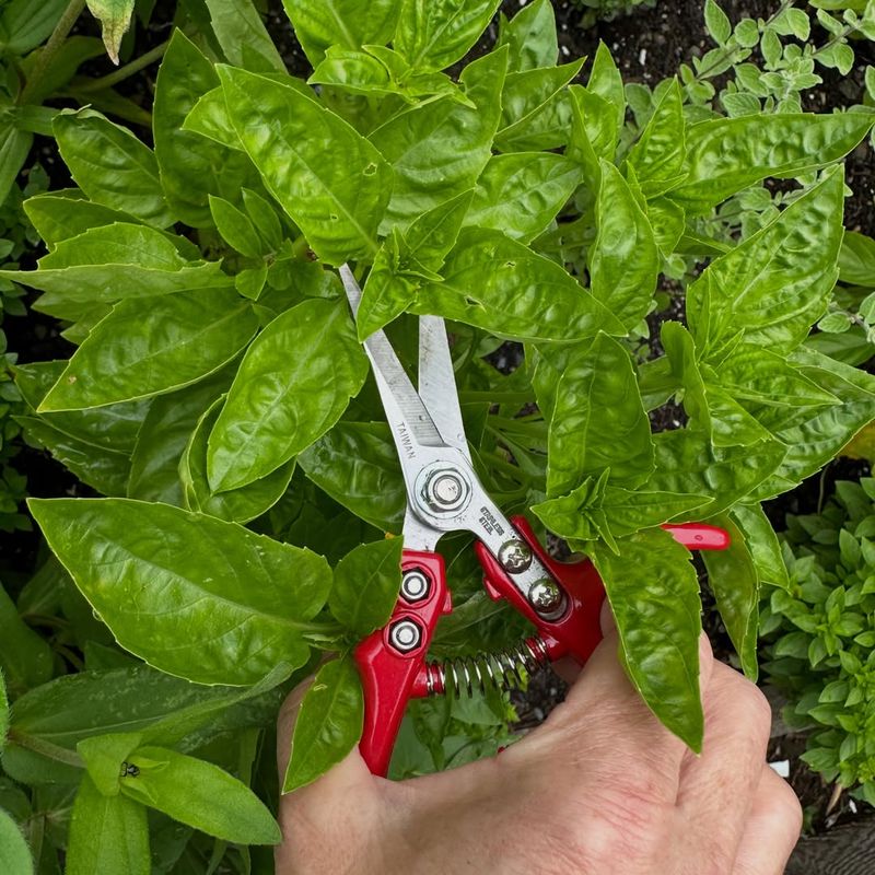 The Basics Of Basil Pruning Every Gardener Should Know