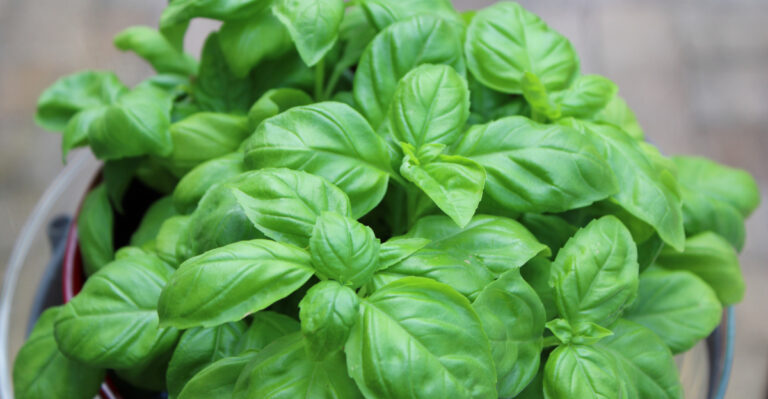 The Basil Mistakes Washington Gardeners Make In June