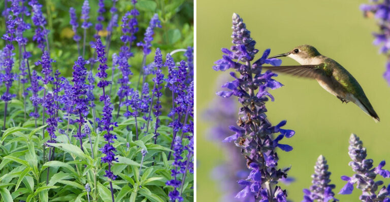 The Beautiful Blue Flowers Hummingbirds In Michigan Cannot Resist