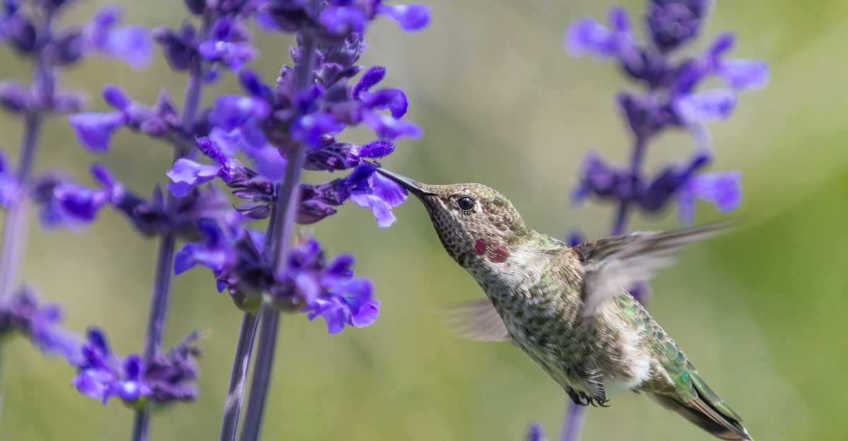 hummingbird on blue flower