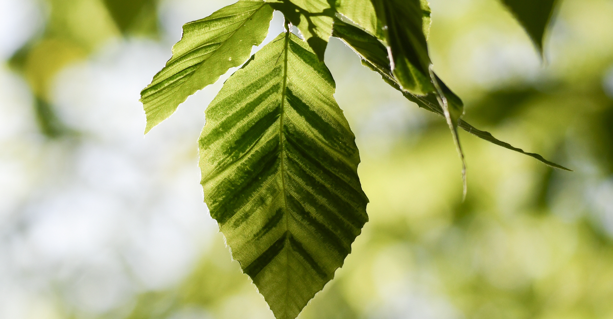beech leaf disease