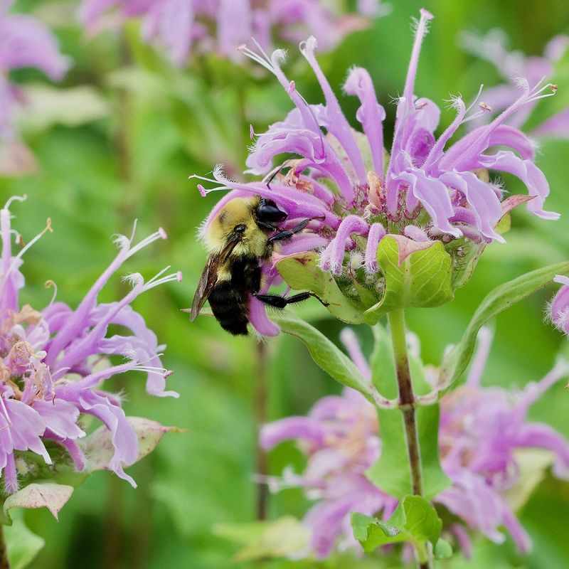 The Bees That Absolutely Love This Plant