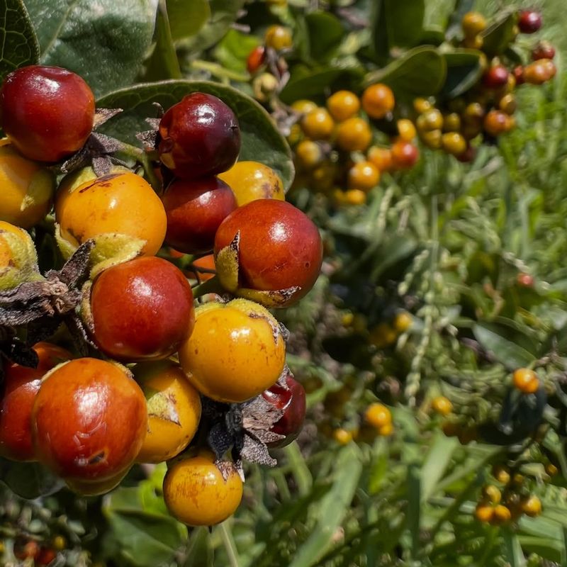 The Berries Look Like Edible Fruit The Berries Look Like Edible Fruit