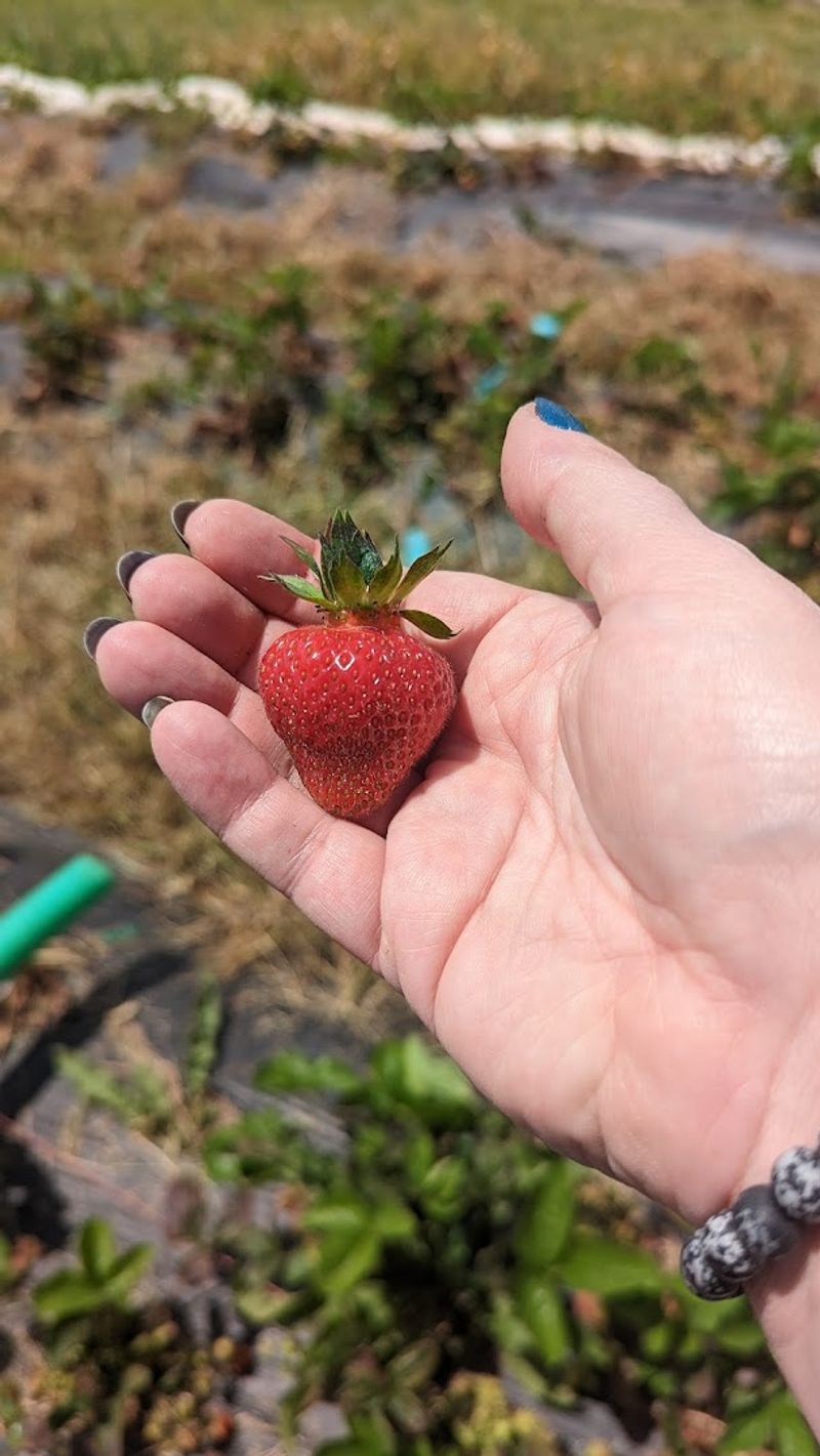 The Berry Farm Starts June With U-Pick Strawberries In Richwood