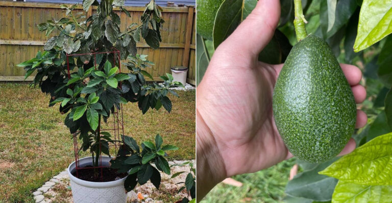The Best Avocado Varieties California Gardeners Can Actually Grow In Containers