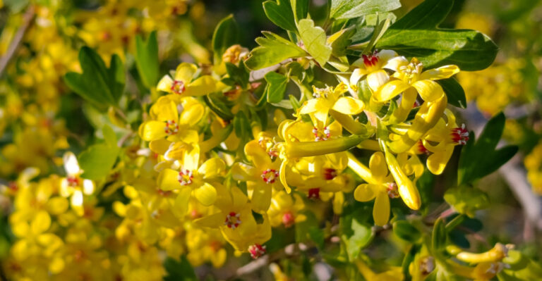 The Best Backyard Privacy Plants That Thrive In California Heat
