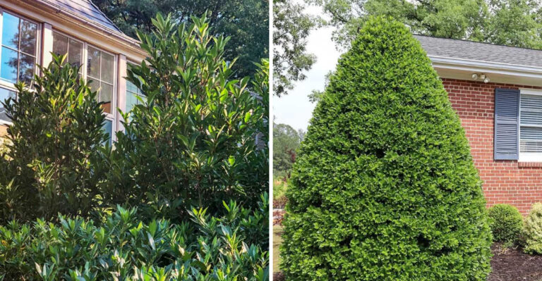 The Best Backyard Privacy Plants That Thrive In Georgia Heat And Humidity