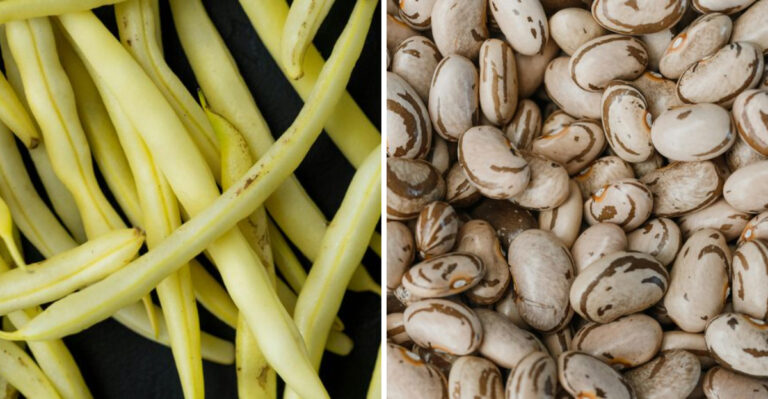 The Best Beans To Plant In June For A Heavy Wisconsin Harvest