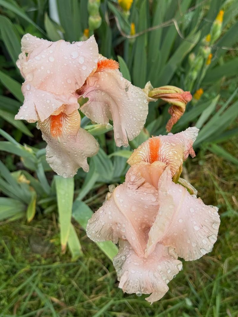 The Best Bloom Plan Starts After This Year's Flowers Fade