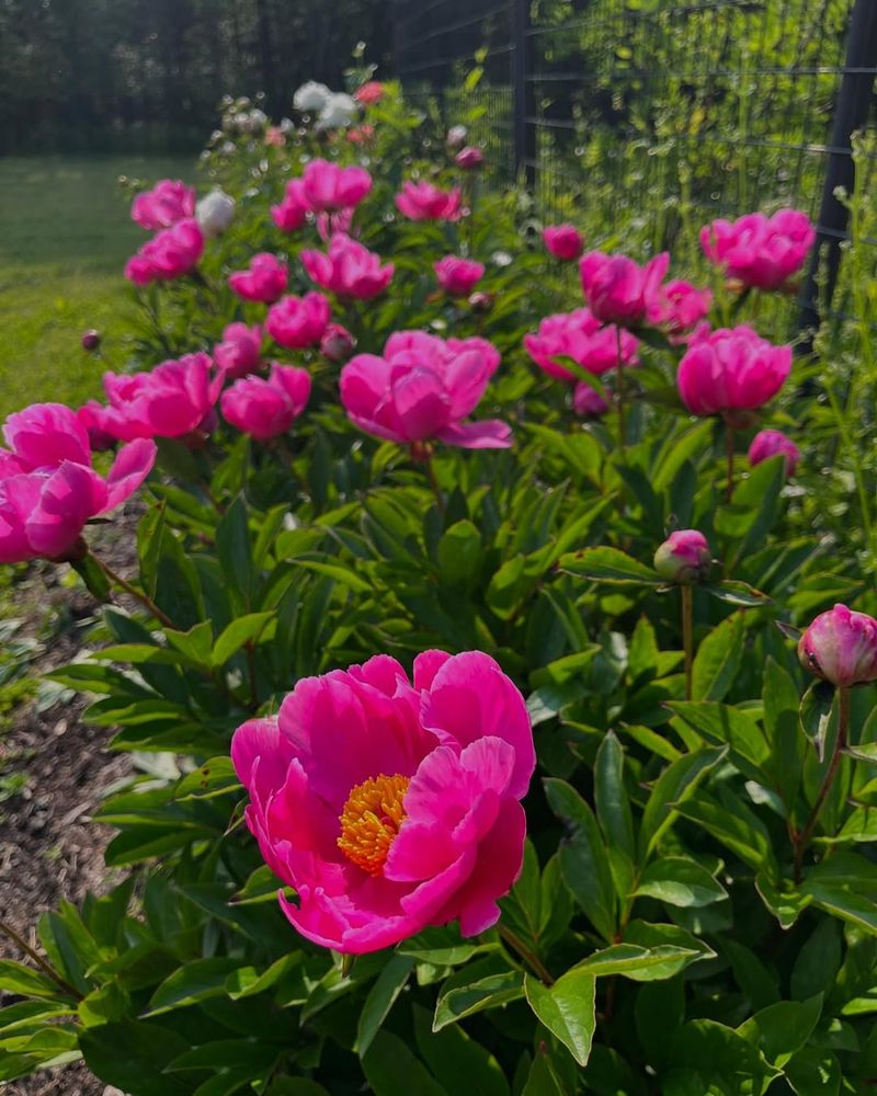 The Best-Blooming Peonies Usually Keep Healthy Leaves All Summer