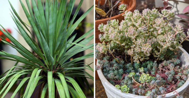 red yucca and sedum