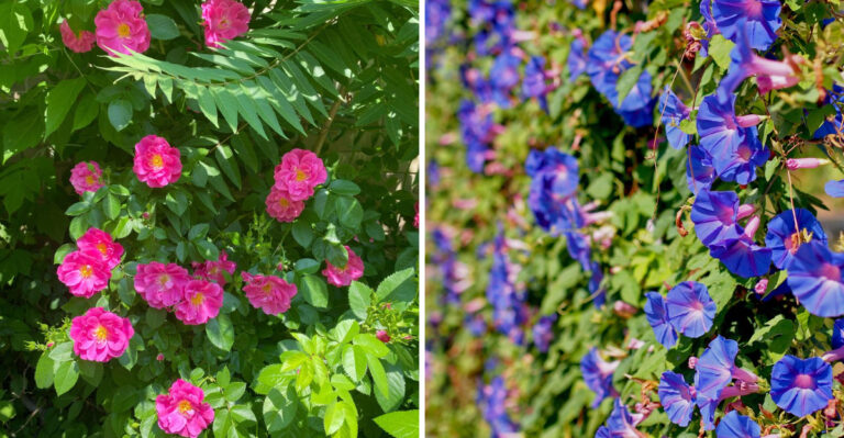 The Best Climbing Plants For New York Fences That Grow Fast Without Harming Your Foundation