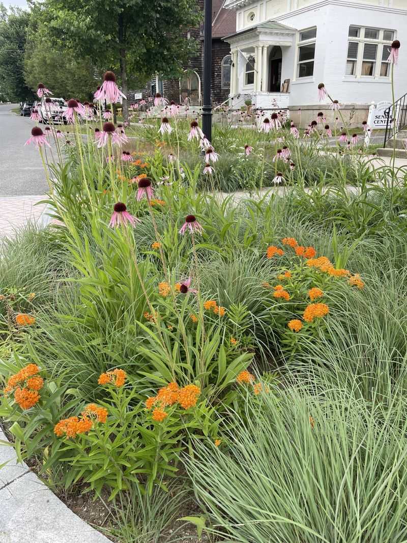 The Best Companion Plants For Little Bluestem In Missouri
