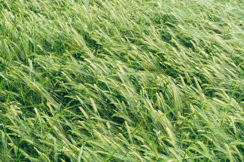The Best Cover Crops for Minnesota's Harsh Climate and Short Growing Windows