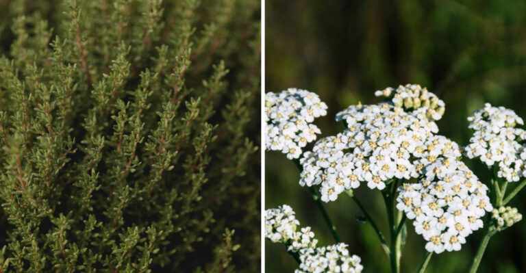 The Best Critter-Repelling Plants For Your Washington Garden