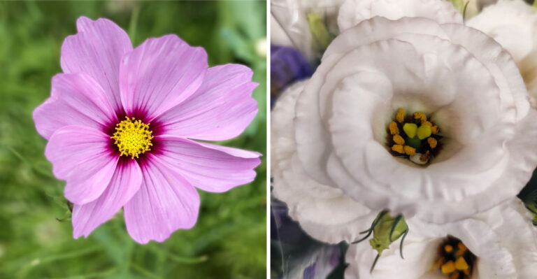 The Best Cut Flowers To Grow In Maryland For A Full Summer Of Fresh Bouquets