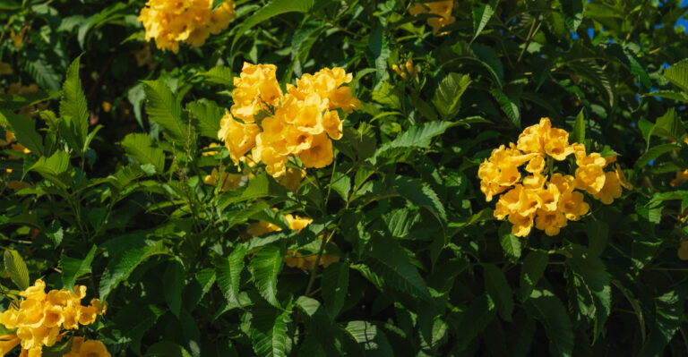 plant (featured image)