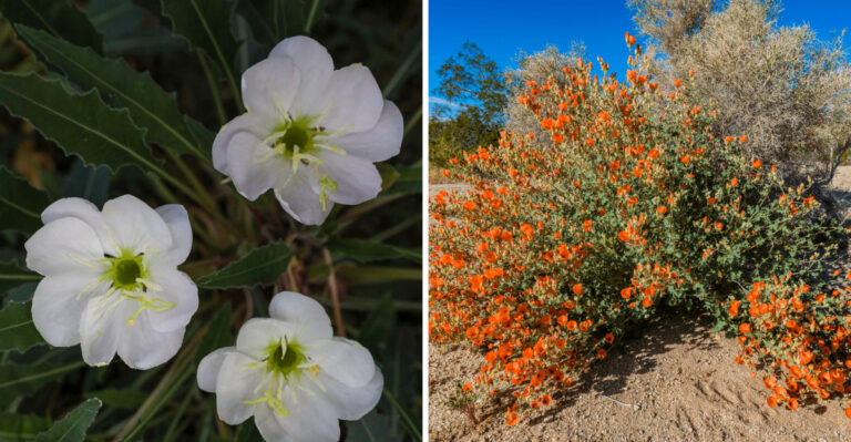 The Best Drought-Tolerant Arizona Native Plants To Replace Grass In Backyard Areas