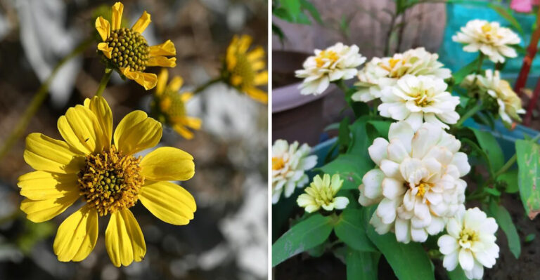 The Best Drought-Tolerant Arizona Plants For Planting Strips Between Sidewalk And Street