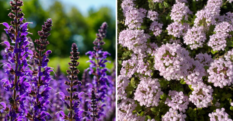 The Best Drought-Tolerant Plants For Virginia’s Relentless Summers